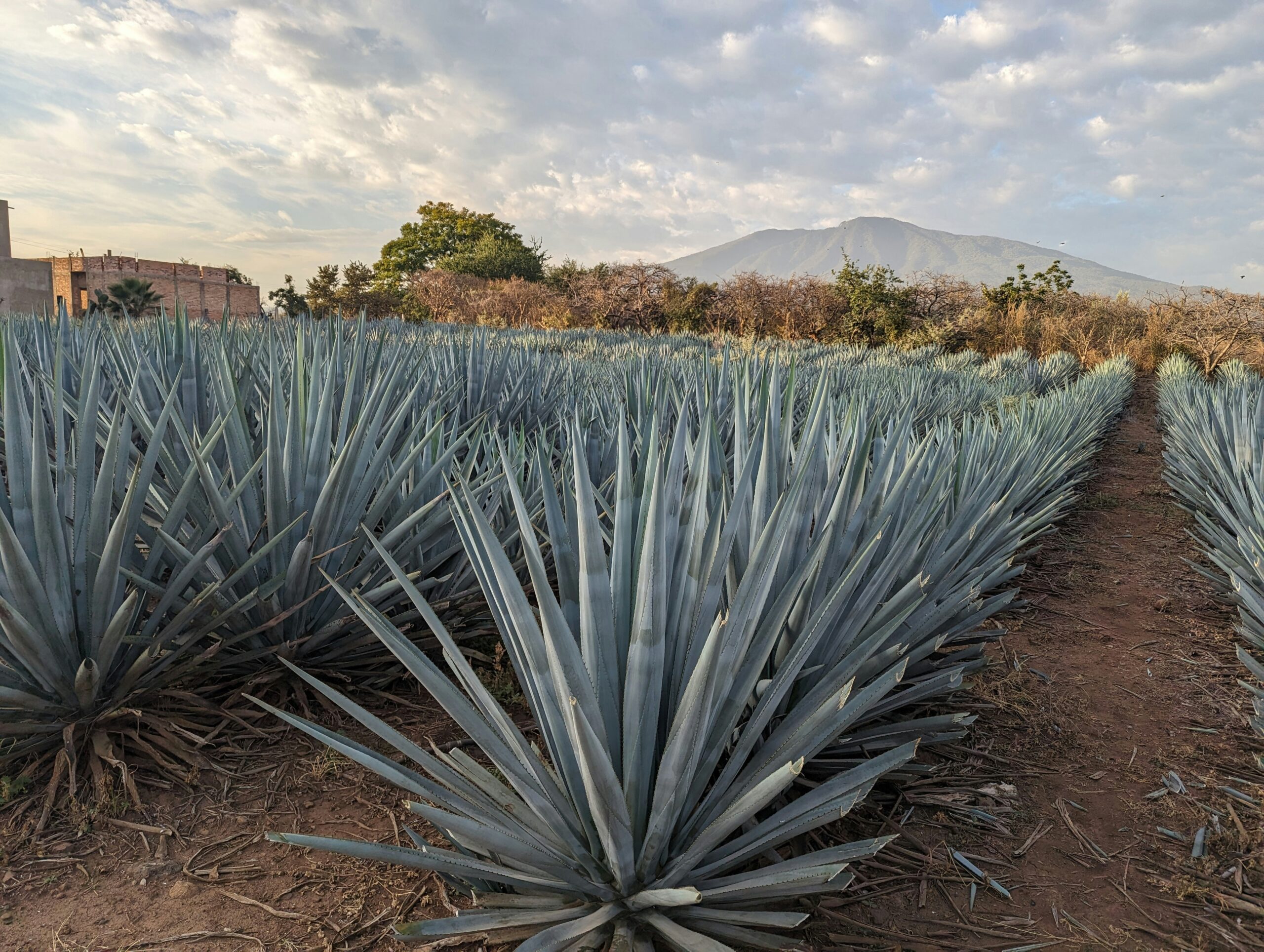 Agave plantation in Mexico, the heartland of Tequila production, captured for Sayulita Tacos & Tequila Bar's blog